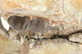 Fossil Running Rhino (Hyracodon) Partial Skull - Wyoming #216118-6